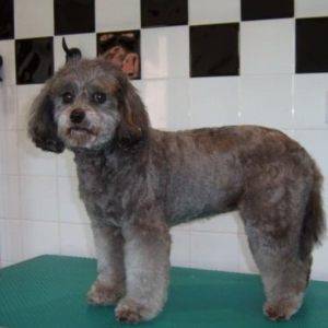 Tails School of Grooming – Professional Dog Grooming Courses in the UK